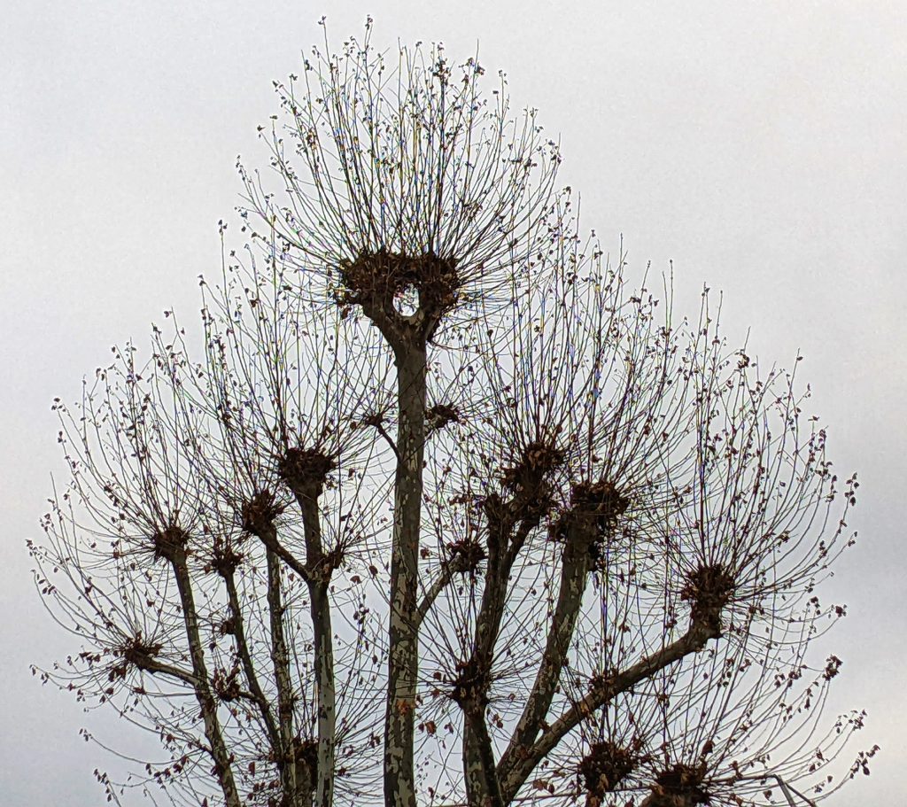 4609E8AE-3F66-4B4A-8C2E-FF475D89DA15_1_102_o